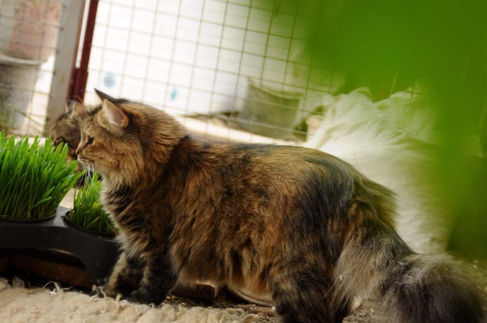 Кошечки из приюта,ищем дом