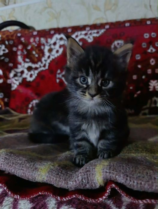 Продаж кошенят породи Мейн-кун