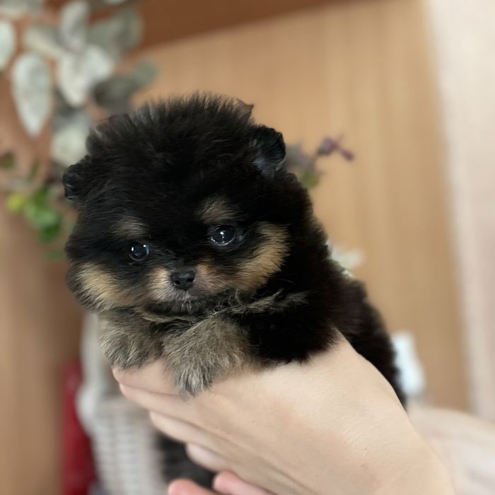 Міні дівчинка шоу класу тип ведмедик