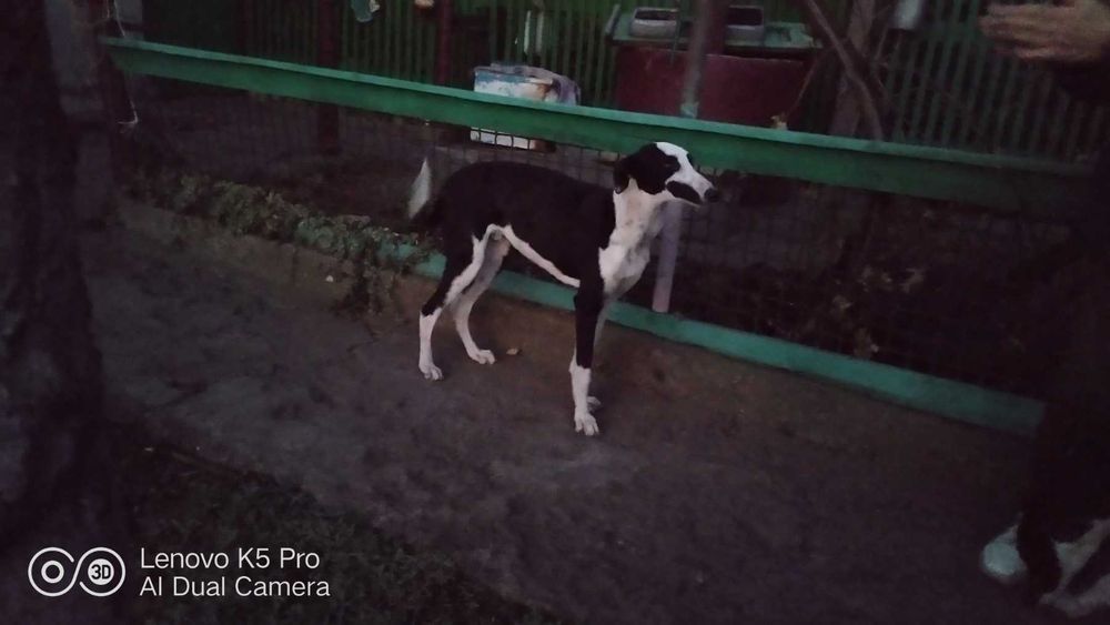 Хорти-мисливські собаки