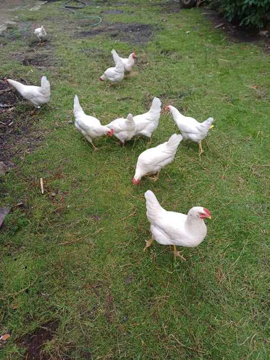 Leghorn jaja lęgowe