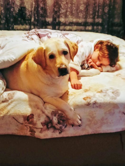 Перетримка собак.