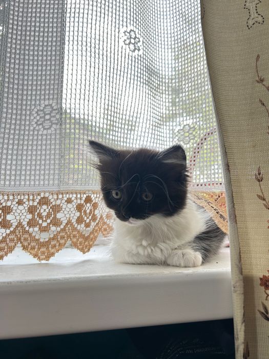 Кошенята безкоштовно, Львів