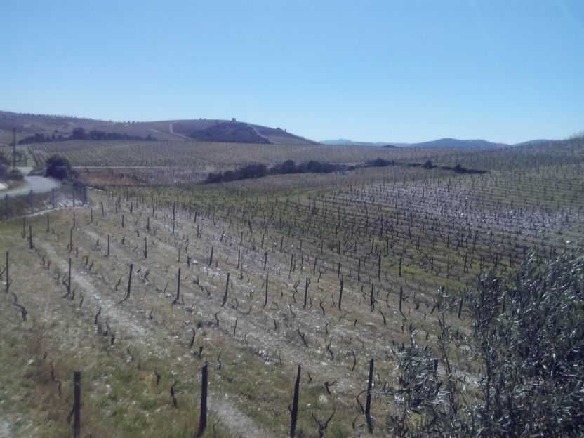 Quinta no Douro com terrenos e casa