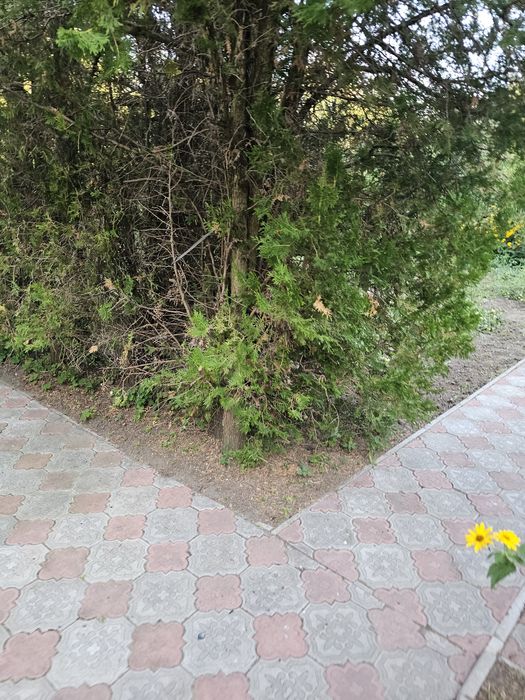 Продам добротный ухоженный Дом с участком, Карачёвка ( Покотиловка)