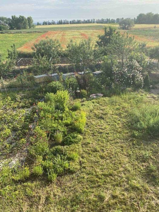 Продам улики с пчелами