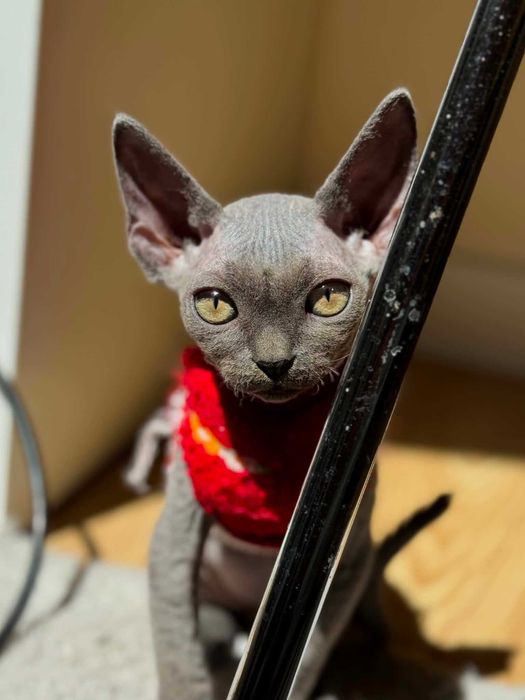 Devon Rex kotka z rodowodem FPL