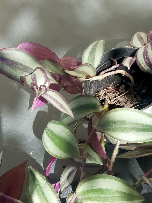 Planta de interiores ou exteriores