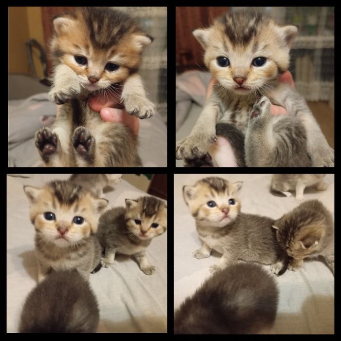 Шотландські кошенята в забарвленні золота та срібляста шиншила