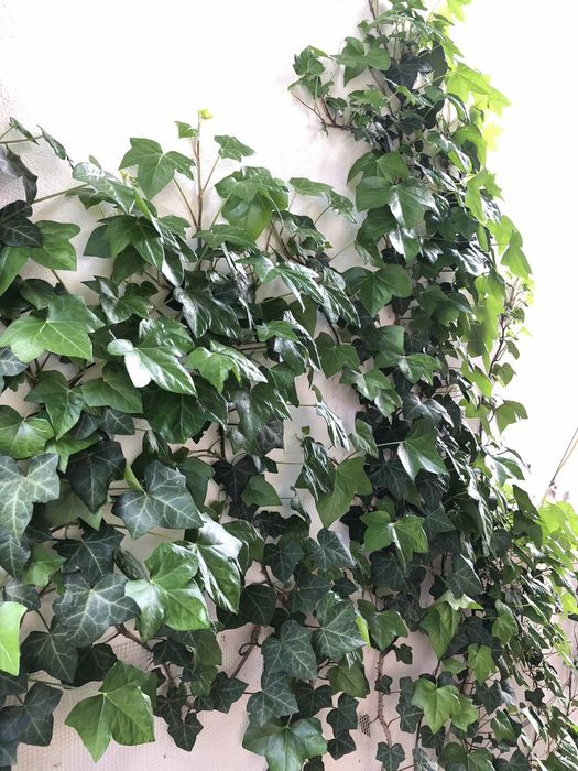 Плющ уличный Хедера вечнозелённый