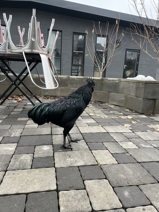 Петушок породы Аям Цемани