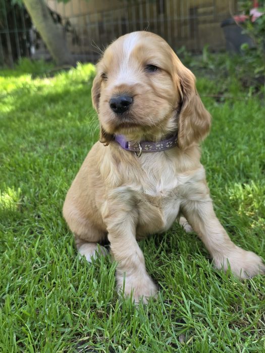 Ostatnia suczka cocker spaniel