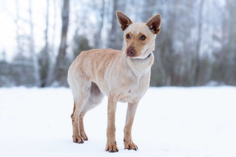 AMICA - delikatna, dla doświadczonych osób
