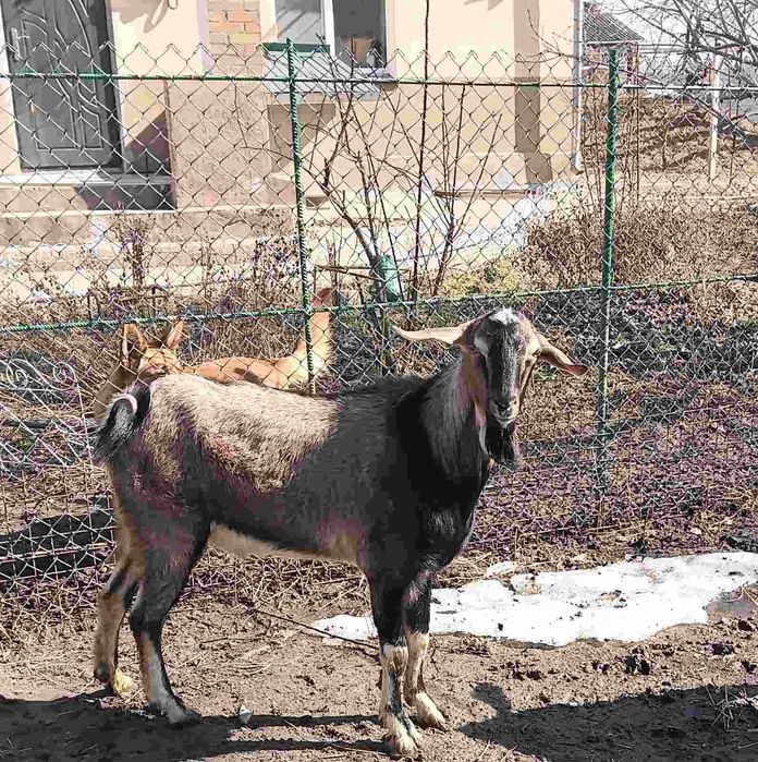 Продам козочку і козлика