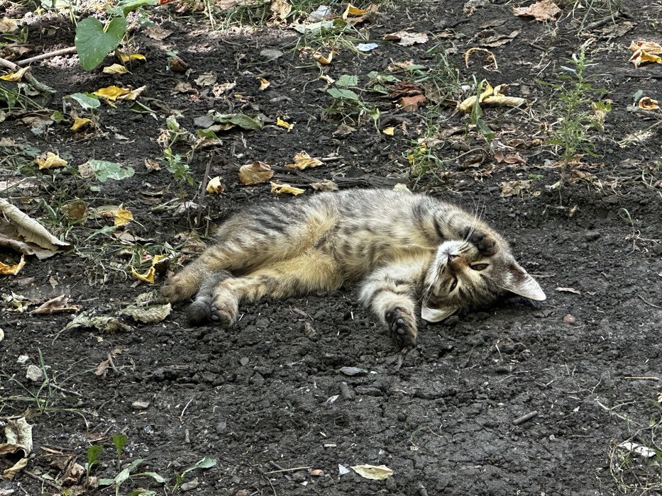 Віддам в добрі руки