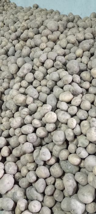 Ziemniaki Bryza Jadalne