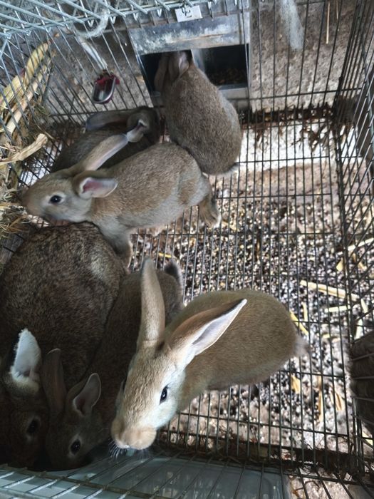 Coelhos caseiros gigantes Flanders