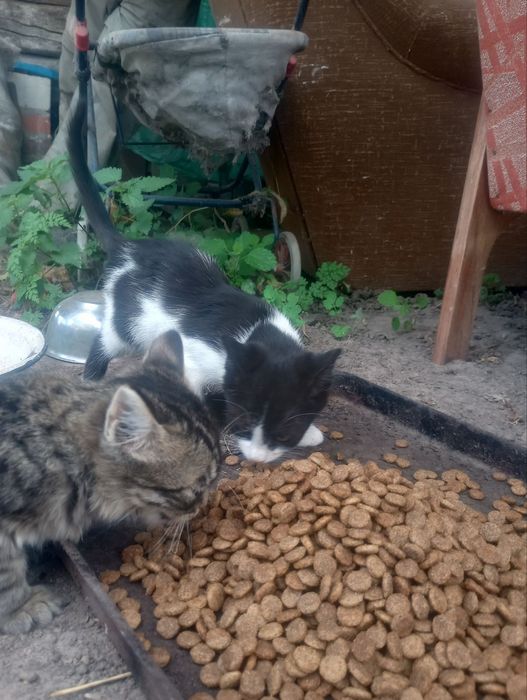 Кошенята в добрі руки