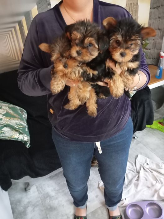 York piesek sprzedam