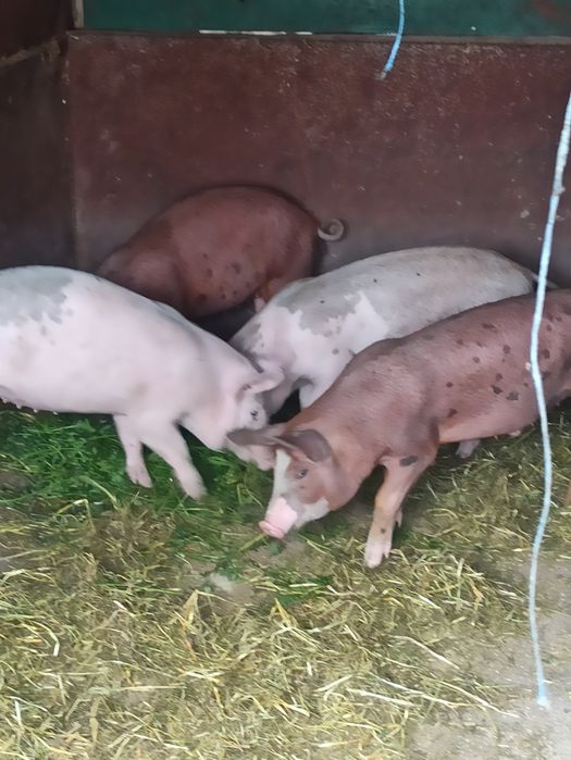 Продам свиней Ландраси