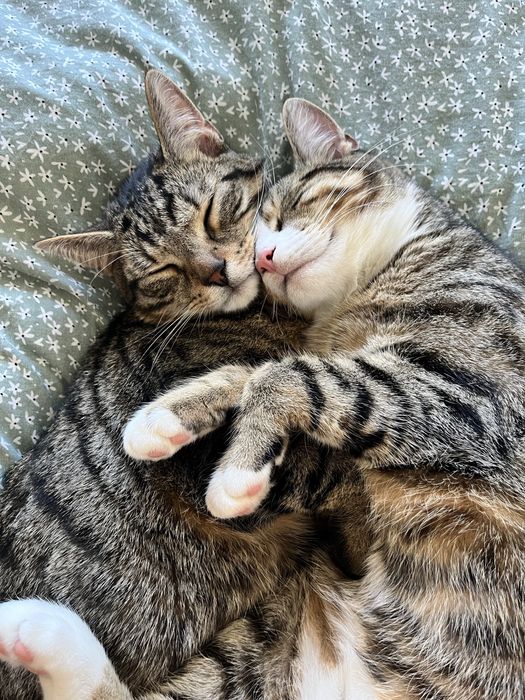 Koty do adopcji - dwaj bracia, 2 lata