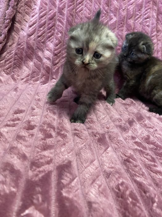 Шотландські весловухі кошенята