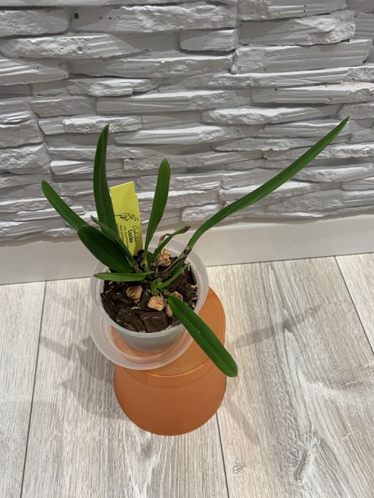 Орхідея Cattleya Luteola 4N x sib гарнюща