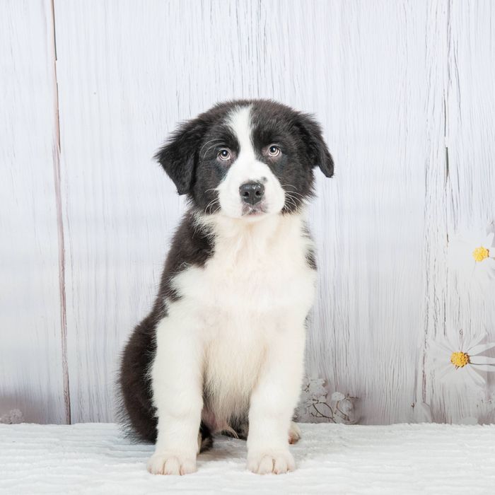 Хлопчик Австралійської Вівчарки Аусси Австралийская овчарка