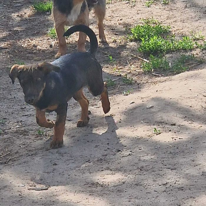 3 miesięczne suczki do adopcji
