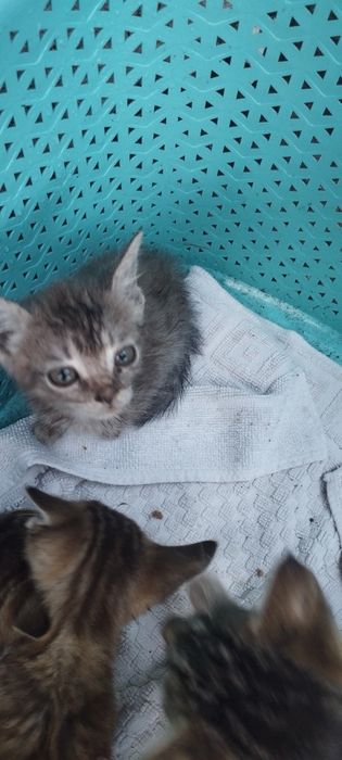 Gato para adoção