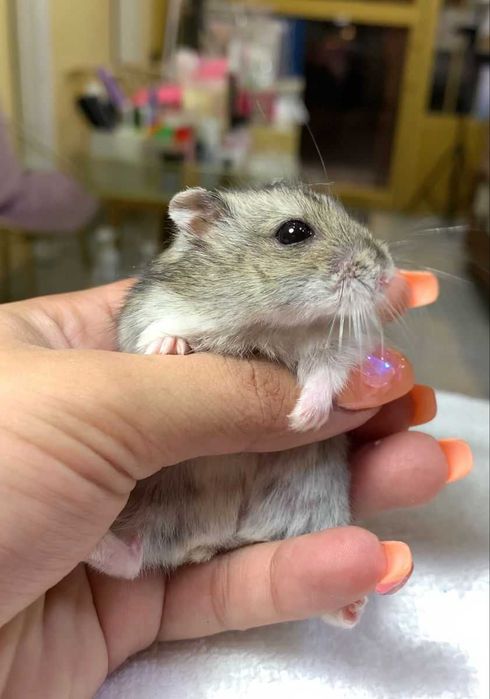 Хом’ячки малеча ручні, домашній міні хом’як, хом’ячата джунгаріки