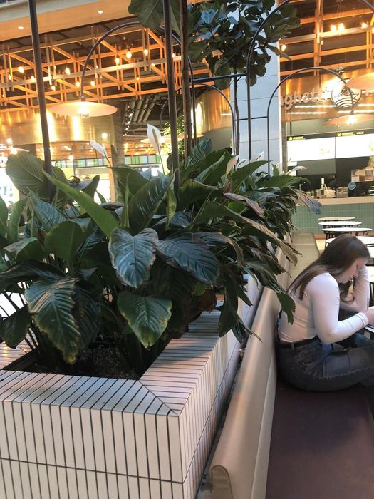 Квіти для   бару