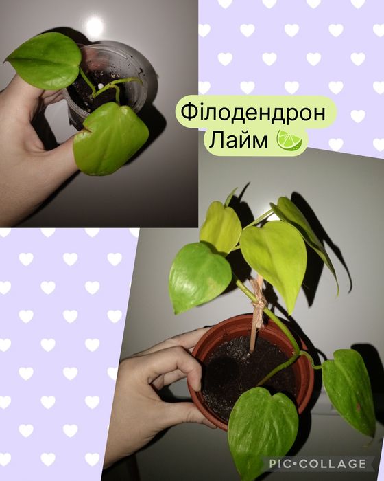 Епіфіллум King Midas. Фікус. Хавортія. Алое