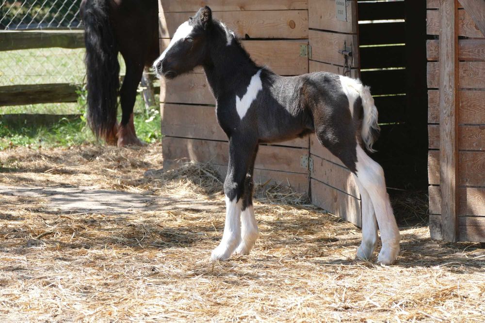 Ogierek Gypsy Cob 2025 r. -  gen perły, pełne badania, paszport ICS