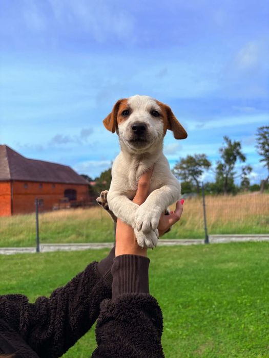 Jack Russell Terrier