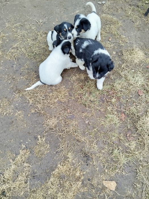 Szczeniaki 2 samce 4 suczki