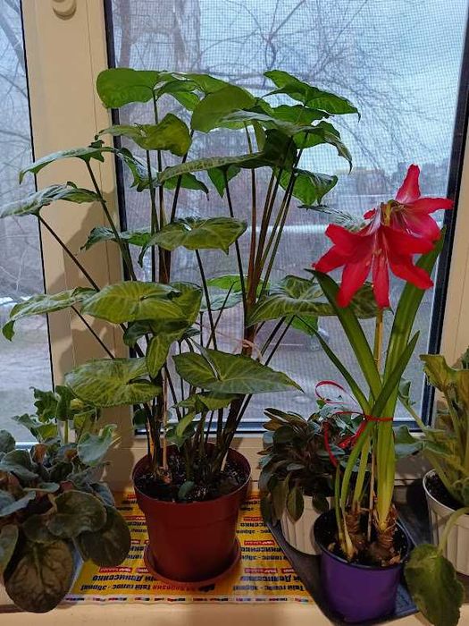 Гиппеаструм красный, алое