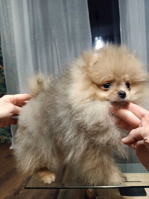 Bardzo słodka dziewczyna dla rodziny