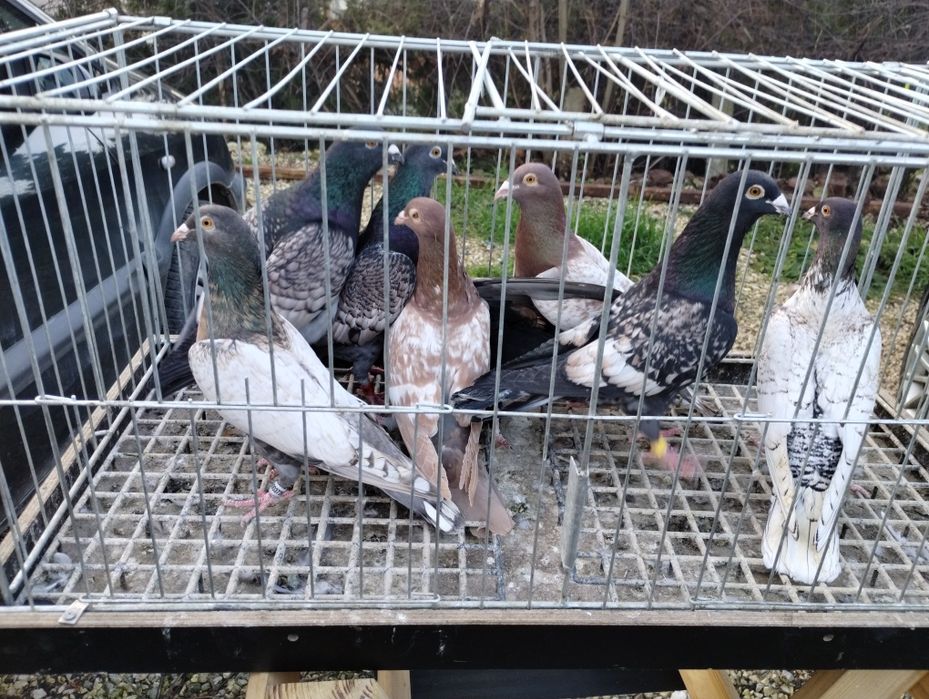 Sprzedam gołębie frill