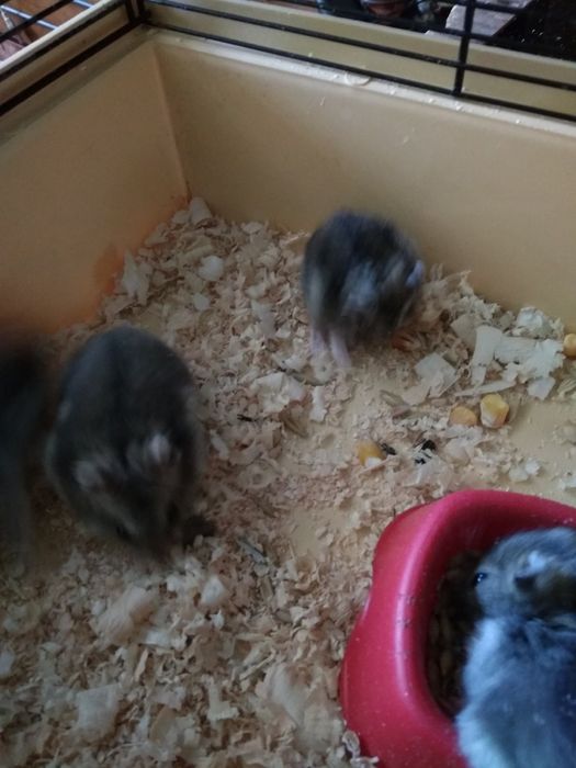 Джунгарский хомяк