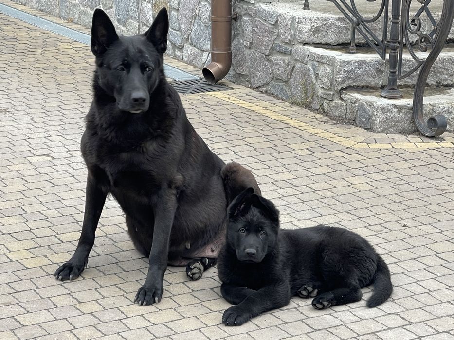 До продажу цуценя німецькоі вівчарки . Найкраще з виводку .