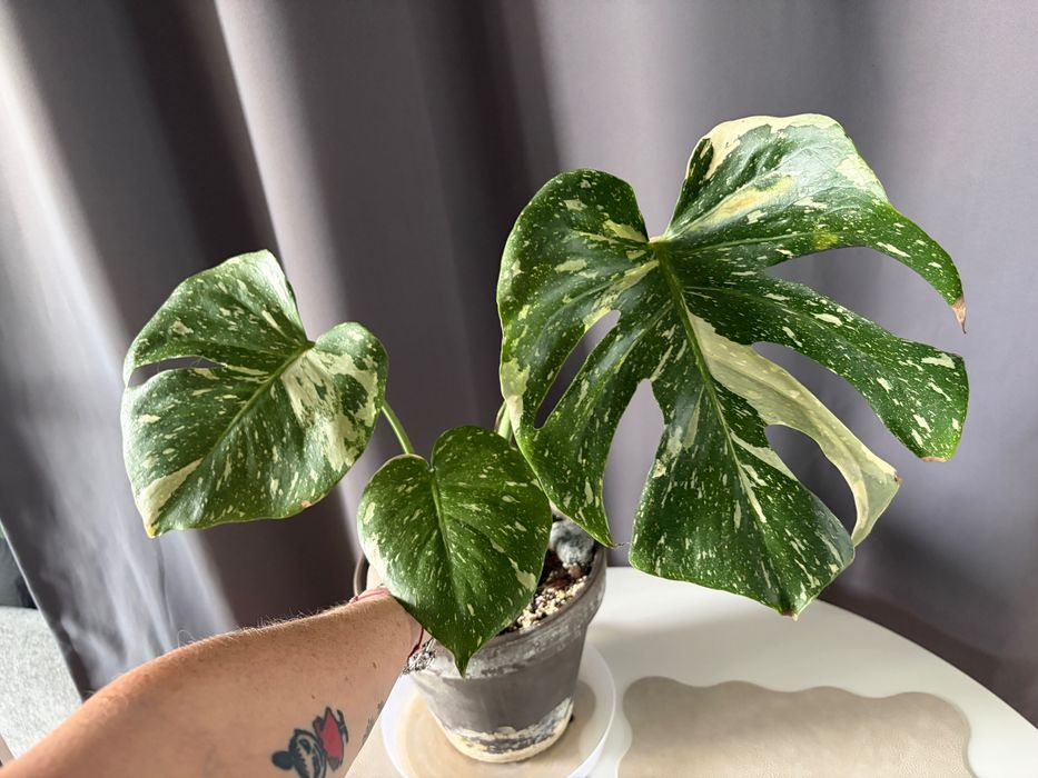 Monstera Thai Constellation