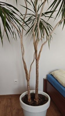 Dracena duży kwiatek