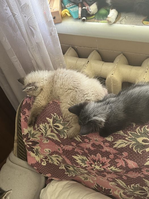 Вітдам кошеня в добрі руки
