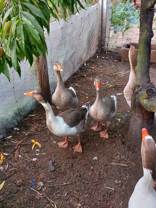 Gansos Novos Adultos