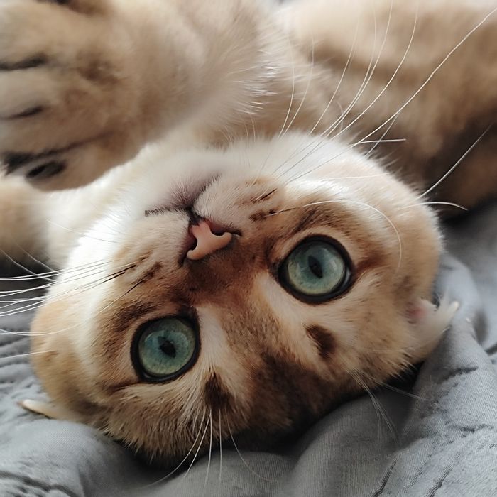 Котик золота шиншила на в'язку. Кіт для в'язки шотландський