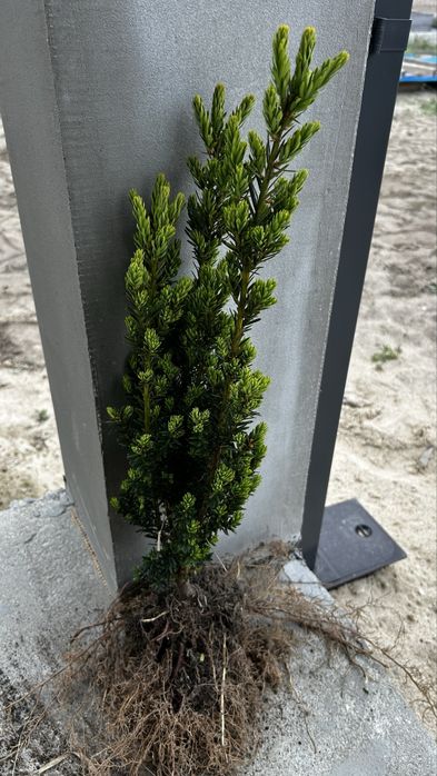 Cis Hicksii z gruntu