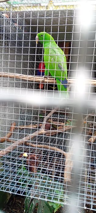 Aves  criadas em cativeiro