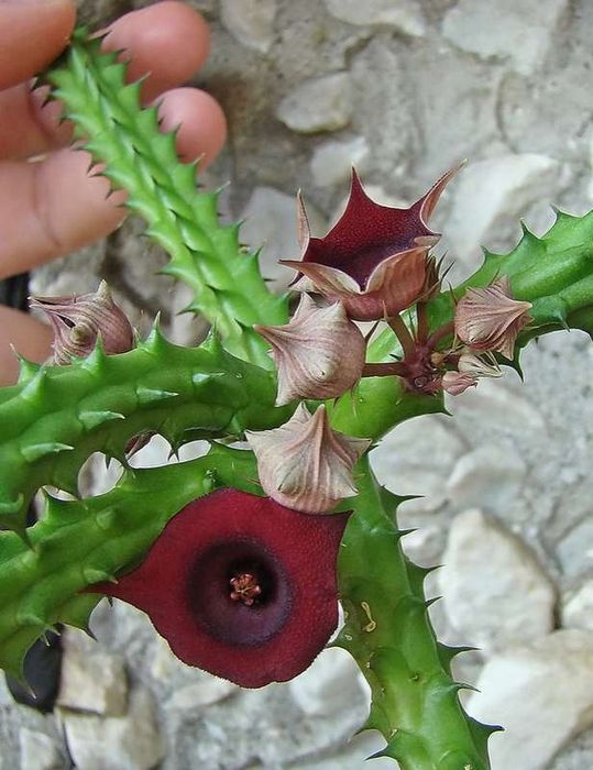 Продам суккулент Гуэрния