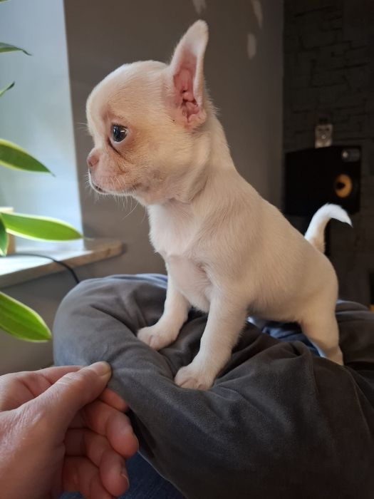 Suczka chihuahua biała